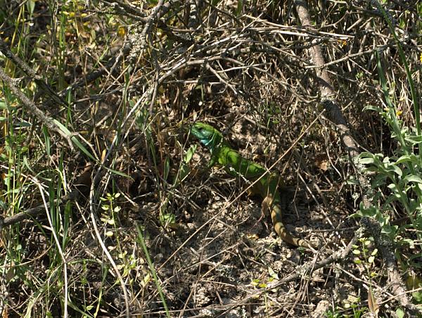 Lacerta viridis