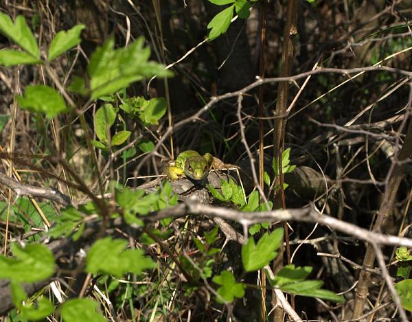 Lacerta viridis Lacerta viridis