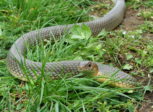 Dolichophis caspius