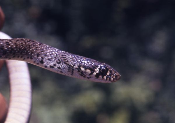 Hierophis gemonensis Hierophis gemonensis