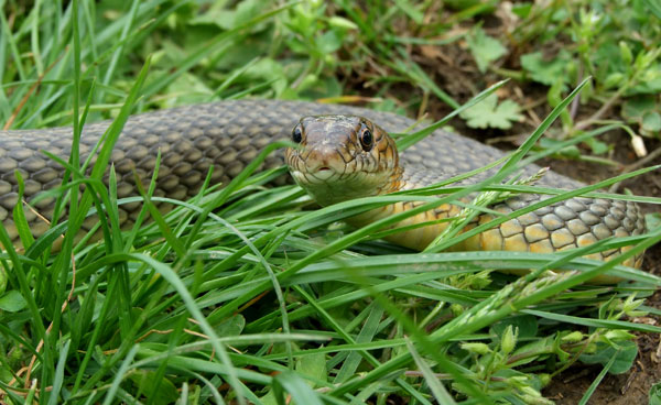 Dolichophis caspius