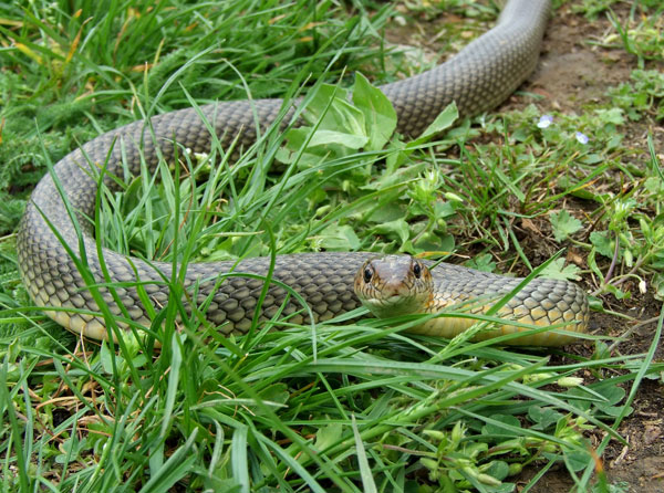 Dolichophis caspius