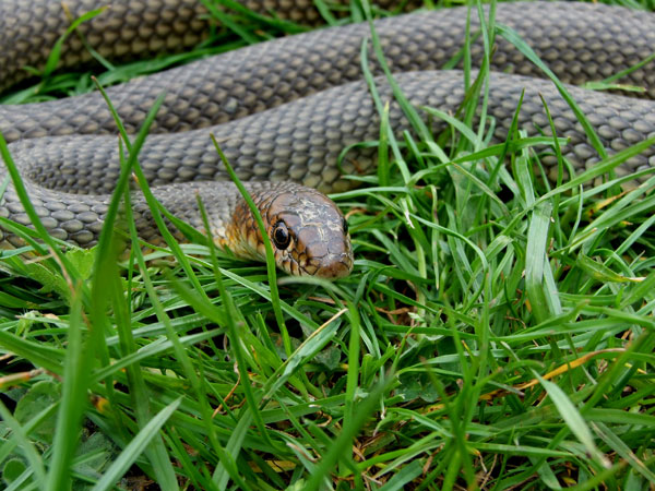 Dolichophis caspius