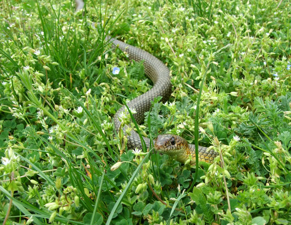 Dolichophis caspius