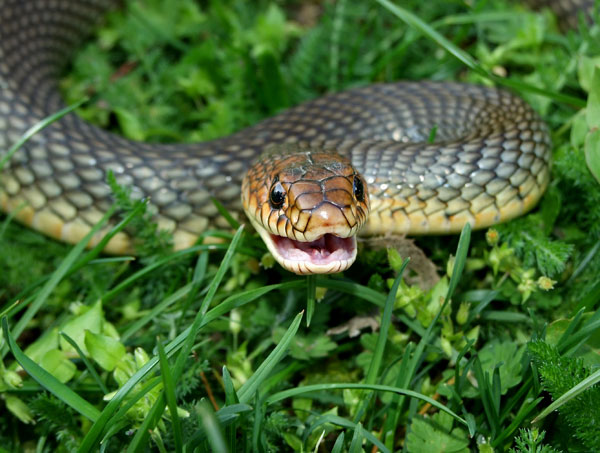 Dolichophis caspius