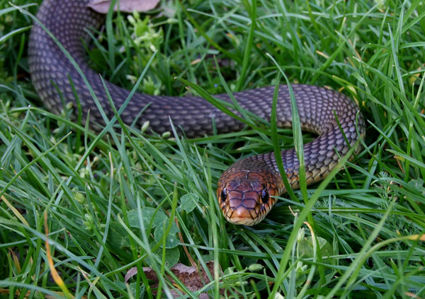 Dolichophis caspius