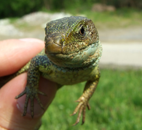 Lacerta viridis