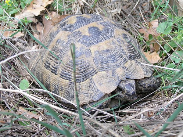 Testudo graeca