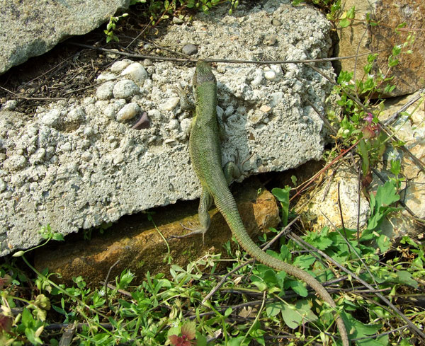 Lacerta viridis