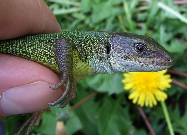 Lacerta viridis