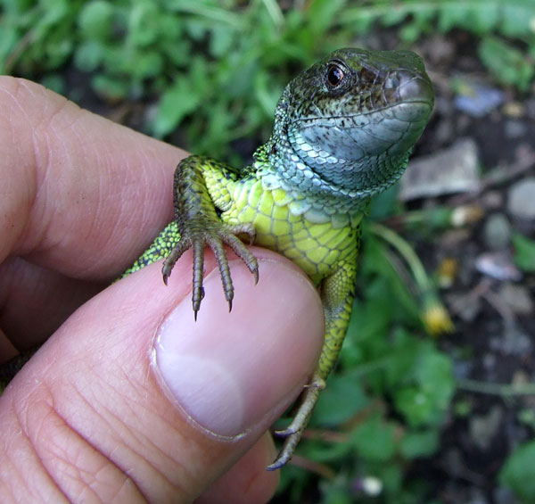 Lacerta viridis