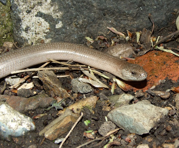 Anguis fragilis s.l.