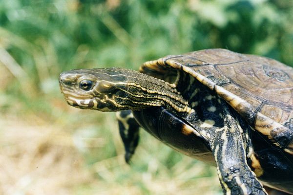 Mauremys rivulata