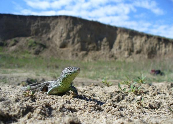 Lacerta agilis