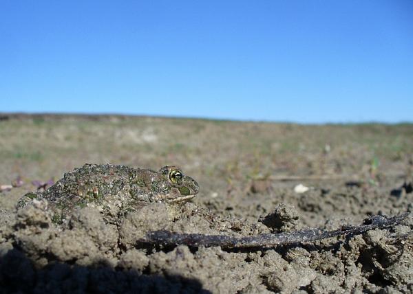 Pseudepidalea viridis