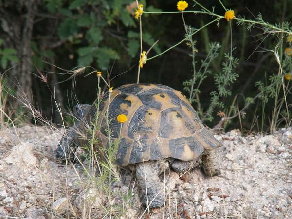 Testudo graeca