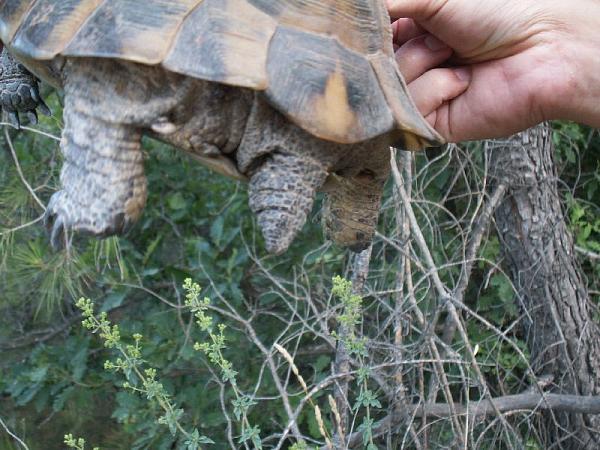 Testudo graeca