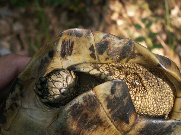 Testudo hermanni