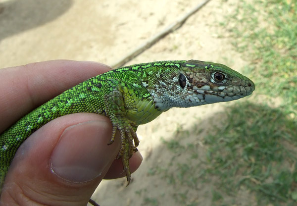 Lacerta viridis Lacerta viridis