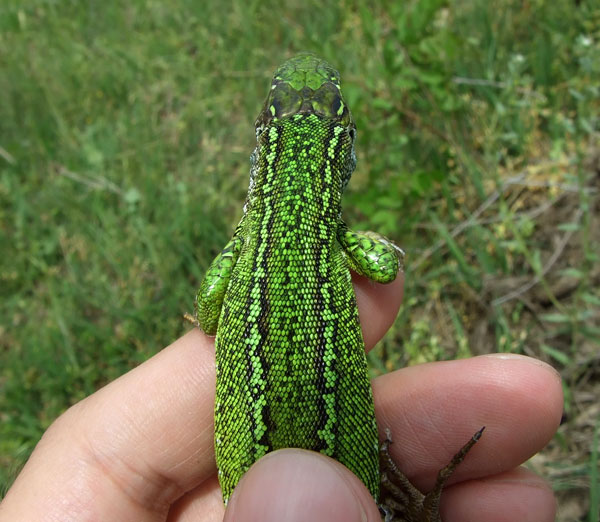 Lacerta viridis