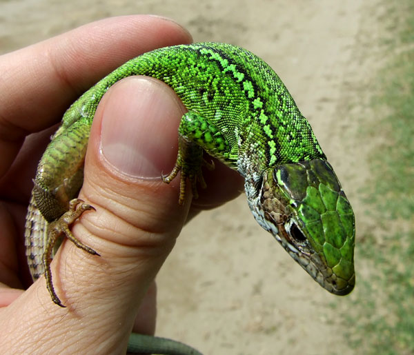 Lacerta viridis