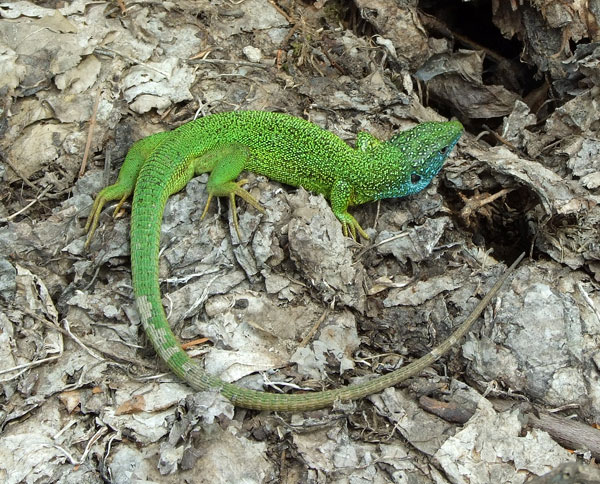 Lacerta viridis Lacerta viridis