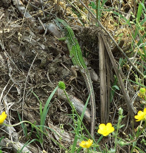 Lacerta viridis Lacerta viridis