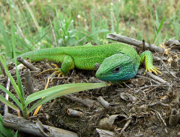 Lacerta viridis