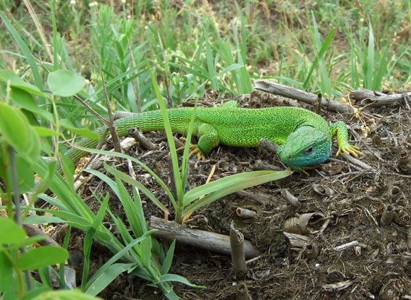 Lacerta viridis