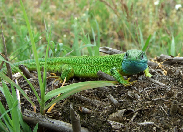 Lacerta viridis