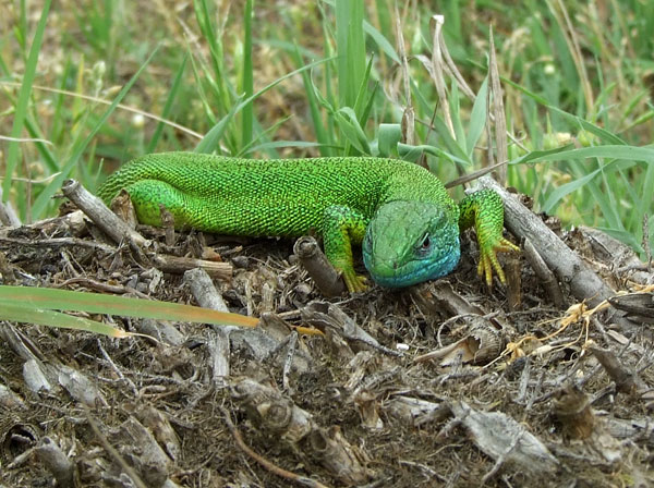 Lacerta viridis