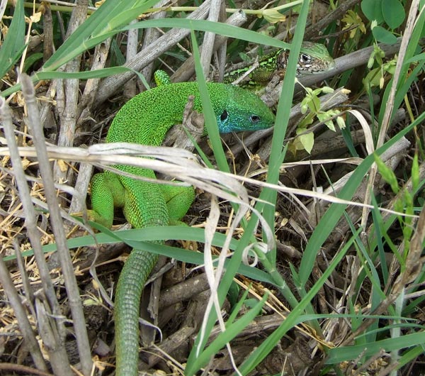 Lacerta viridis Lacerta viridis