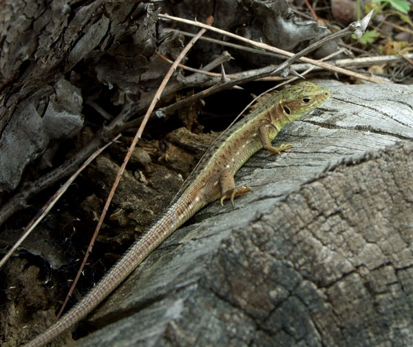 Lacerta viridis