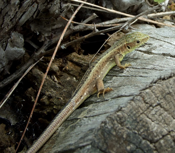 Lacerta viridis