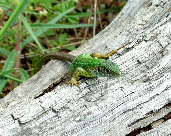 Lacerta viridis