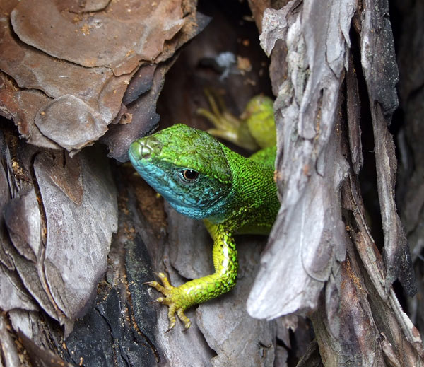 Lacerta viridis