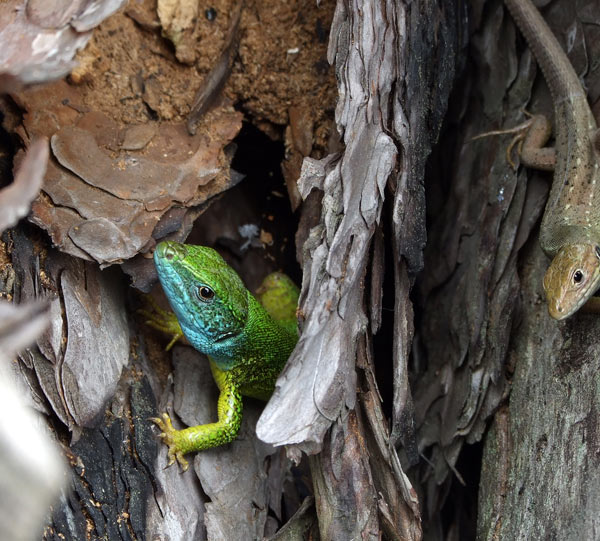 Lacerta viridis