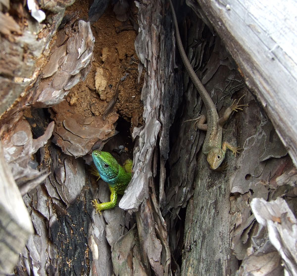 Lacerta viridis