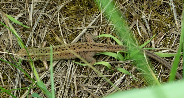 Lacerta viridis