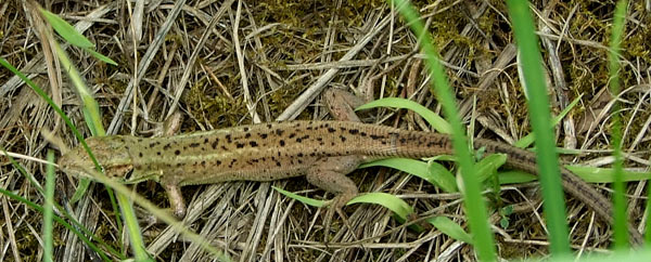 Lacerta viridis