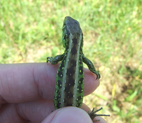 Lacerta agilis