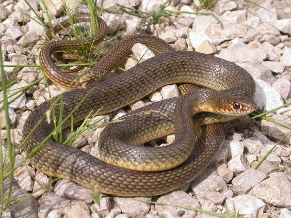 Dolichophis caspius