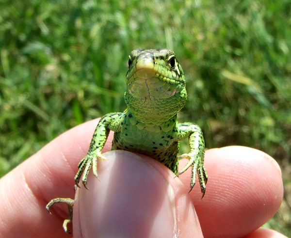 Lacerta agilis