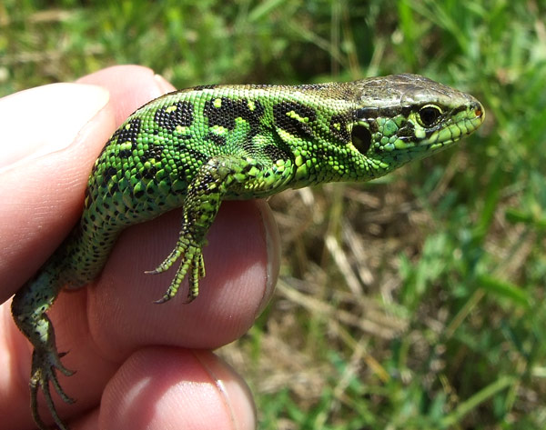 Lacerta agilis