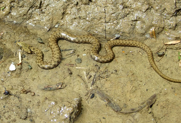 Natrix tessellata