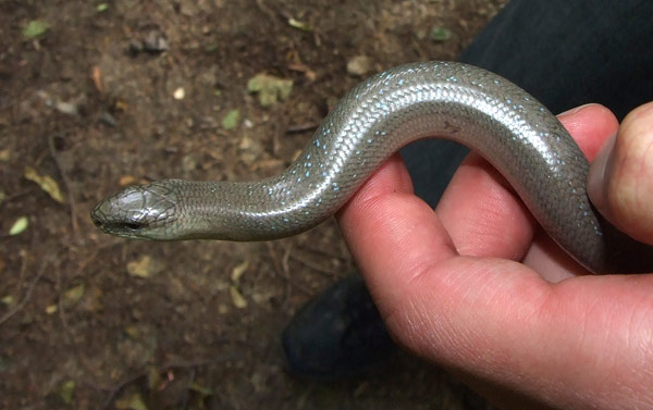 Anguis fragilis s.l.