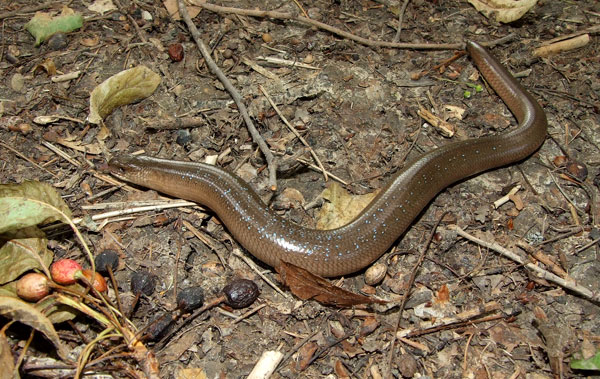 Anguis fragilis s.l.