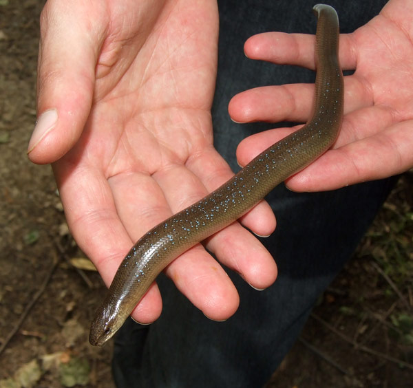 Anguis fragilis s.l.