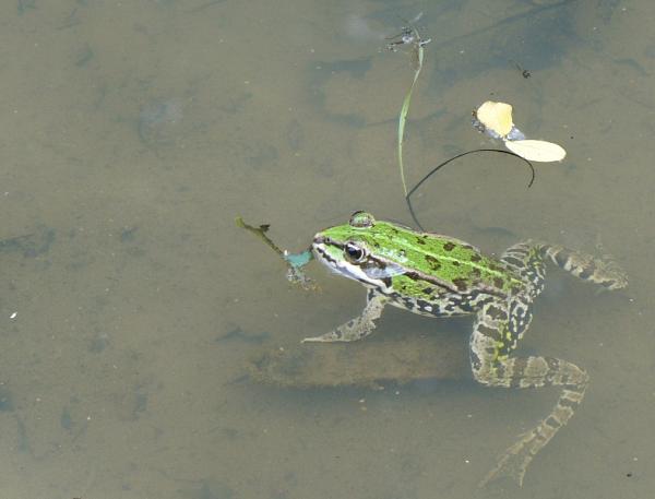 Pelophylax kl. esculentus