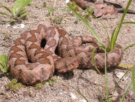 Vipera ammodytes